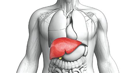 What is the heaviest internal organ in the human b | Biology Questions ...