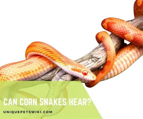 Can Corn Snakes Hear?