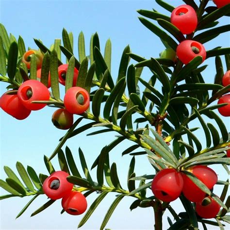 English yew - European yew Seeds (Taxus baccata) - Price €1.95