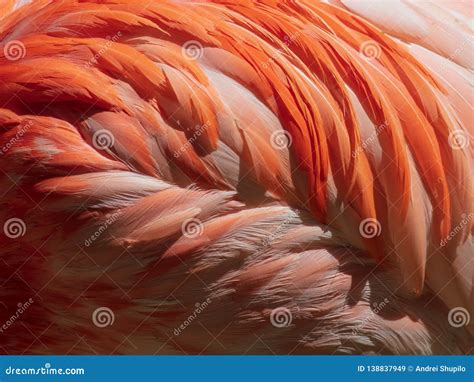 Feathers of a Pink Flamingo As an Abstract Background Stock Image ...