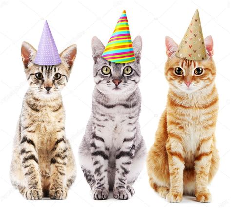 Cats In Birthday Hats