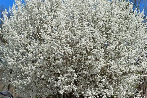 Dogwood Tree Flowers Free Stock Photo - Public Domain Pictures