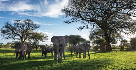 Selous Game Reserve – Tanzania - Essential Destinations