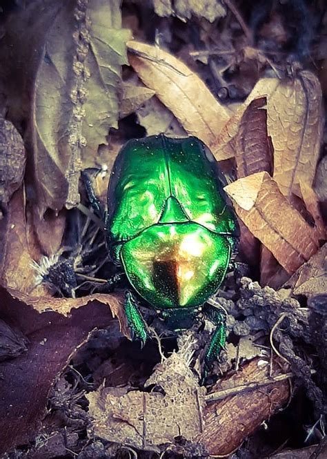 Emerald Beetle | Smithsonian Photo Contest | Smithsonian Magazine