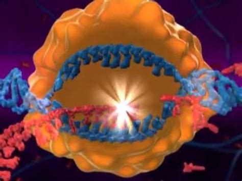 Protein Synthesis Animation - YouTube | Biology lessons, Biology classroom, Teaching biology