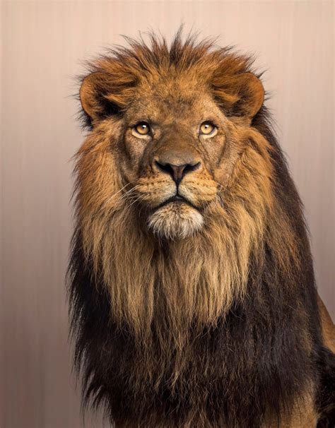 Male Lion - Portrait #malelion #malelionportrait #lionportrait # ...