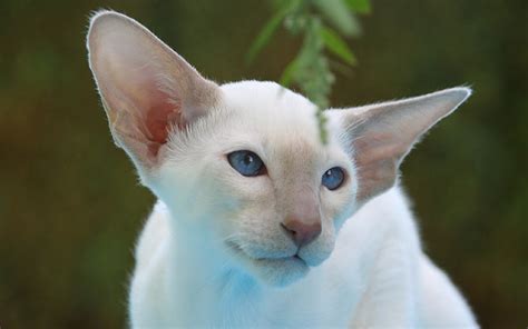 200 Best Siamese Cat Names For Your New Kitten