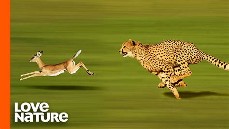 Cheetah High Speed Gazelle Hunt - YouTube