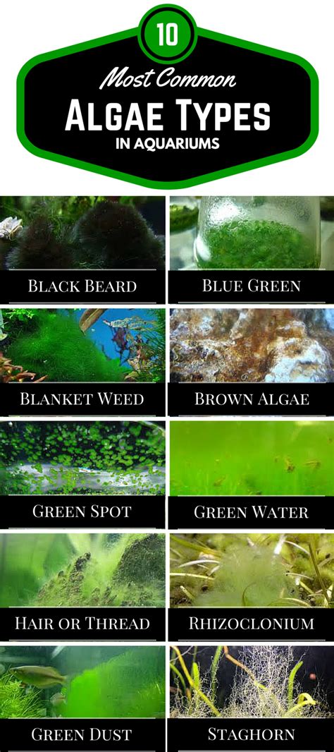 Aquarium Algae Types: The 10 Most Common Types of Aquarium Algae