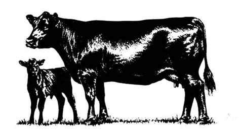 Cow free angus clip art angus merchandise cattle clip Australian Shepherd Breeders, Miniature ...