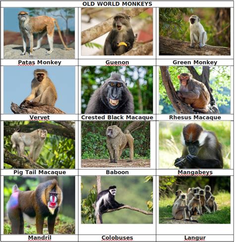 Types Of Primates