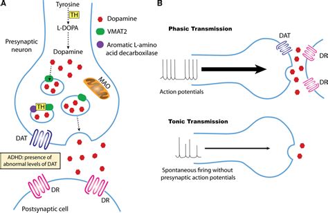Dopamine synthesis and phasic/tonic transmissions. a Primary metabolic... | Download Scientific ...