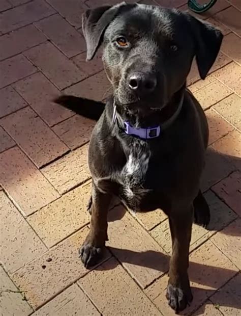 The Kelpie X Labrador (2021 Breed Profile) - gentledogtrainers.com.au