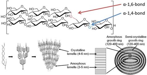 CRYSTALLINE AND AMORPHOUS REGIONS OF THE STARCH GRANULES | Download Scientific Diagram