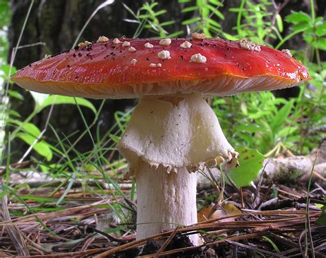 Dataja:Fly Agaric mushroom 04 cropped.jpg – Wikipedija