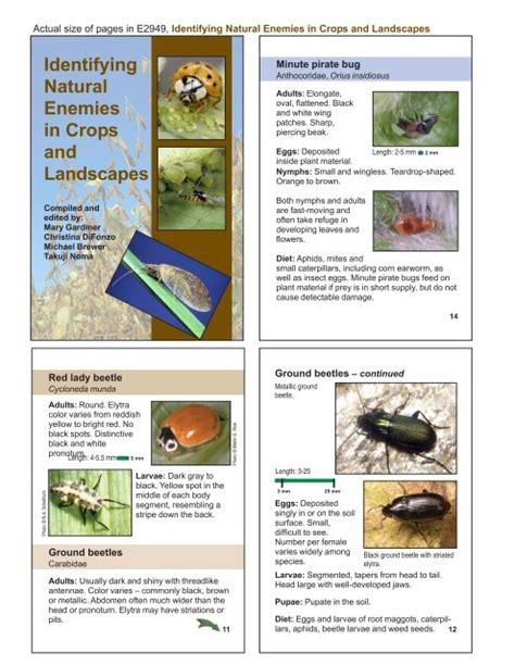 Identifying Natural Enemies in Crops and Landscapes