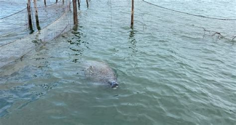 Police Rescue Stranded Manatee From Pound Net In Chesapeake Bay