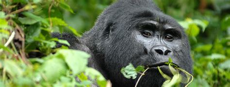 Gorilla defense mechanisms and predators | Mountain Gorillas in Bwindi