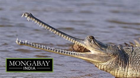 Gharials are back in Punjab's river. But the real test is breeding. - YouTube