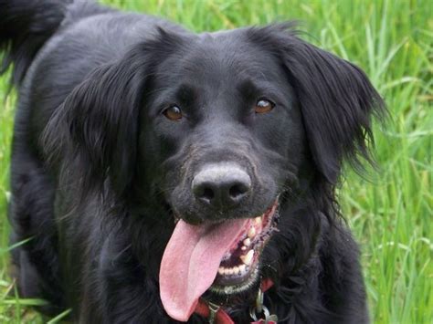 Newfoundland Lab Mix Puppies