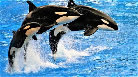 Orca and Dolphin Show: Ocean Wonders - YouTube