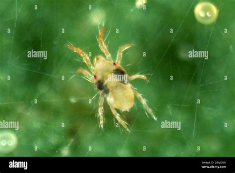 Glasshouse red spider mite tetranychus hi-res stock photography and images - Alamy