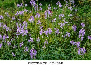 Obedient Plant Physostegia Virginiana Called Obedience Stock Photo ...