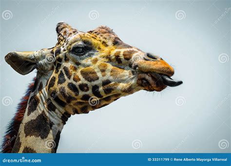 Giraffe Showing Its Tongue Closeup Royalty Free Stock Images - Image ...