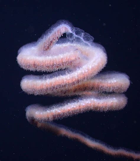 For a Nearly Hundred-foot-long Jellyfish, It's Christmas All Year ...