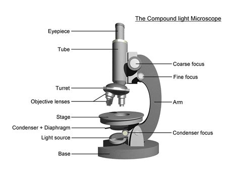 microscope diagram - Google Search | Microscopic, Animal cells worksheet, Plant and animal cells