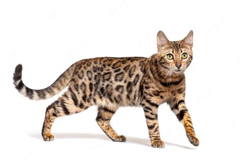 Premium Photo | Brown bengal cat walking isolated on white