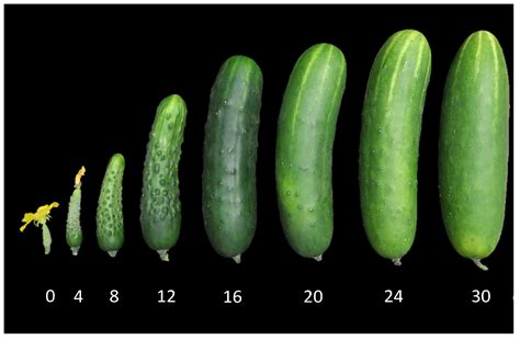 Plants | Free Full-Text | Morphological and Genetic Diversity of ...