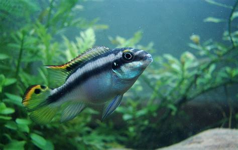 Kribensis Cichlid: Care & Info | Maryland Aquarium Design & Maintance