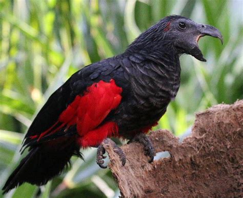 The Dracula Parrot, The Spectacular Gothic Bird Of New Guinea