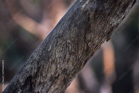 Babul Tree Bark Skin Stock Photo | Adobe Stock