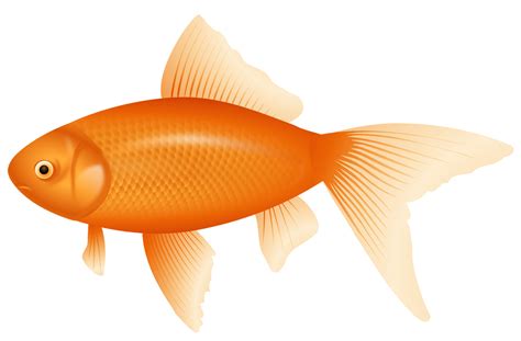 peixe laranja transparente 14033583 PNG