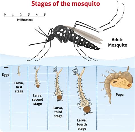 Mosquito control: The Inz-ECO solution - Research Outreach