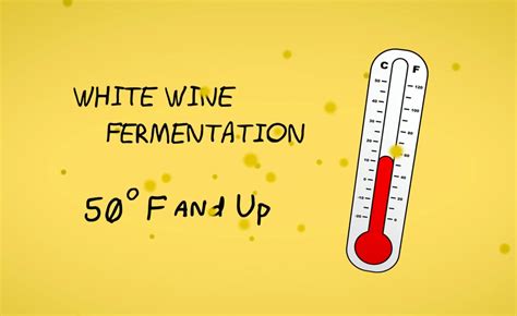 Winemaking From Start to Finish (Told in Pictures) | Wine Folly