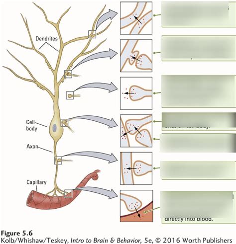 Types of Synapses Diagram | Quizlet