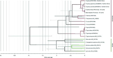 Mitochondrial phylogenetic tree of Pantherinae and Felinae. Node bars... | Download Scientific ...