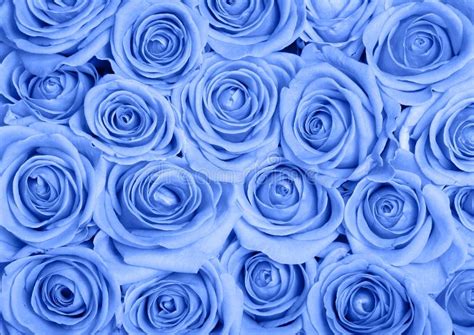 65,022 Blue Roses Stock Photos - Free & Royalty-Free Stock Photos from ...