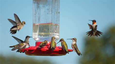 The Best Time Of Year To Put Out Your Hummingbird Feeder