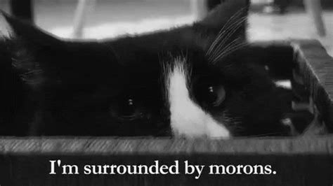 Frustrated Moron GIF by Internet Cat Video Festival - Find & Share on GIPHY