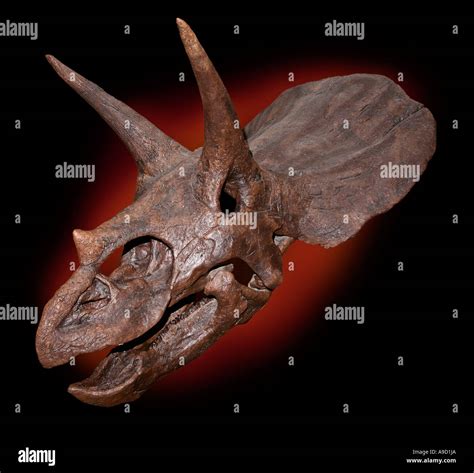 Triceratops skull hi-res stock photography and images - Alamy