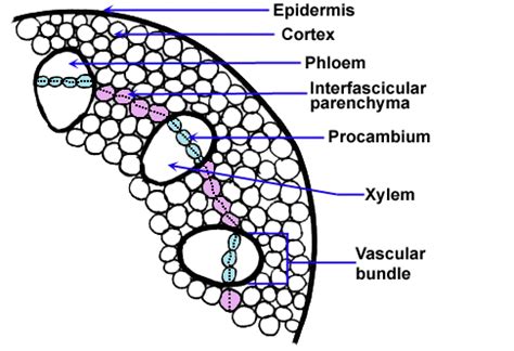 【parenchyma】什么意思_英语parenchyma的翻译_音标_读音_用法_例句_在线翻译_有道词典