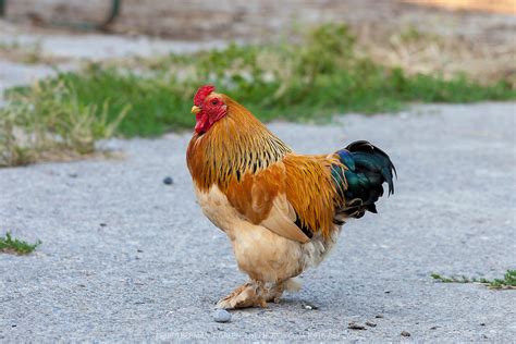 Buff Brahma bantam rooster | GreenFuse Photos: Garden, farm & food photography