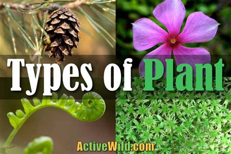 Different Types Of Plant: Every Major Group In The Plant Kingdom Plantae