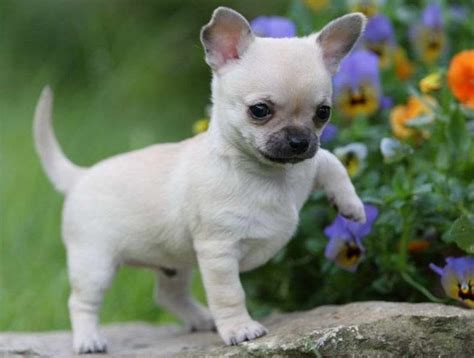 Chihuahua Puppy Cost | PETSIDI