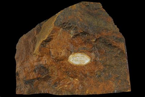 .53" Unidentified Fossil Seed From North Dakota - Paleocene (#95364) For Sale - FossilEra.com