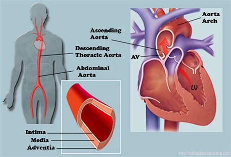 Diagram Of Aorta In Body